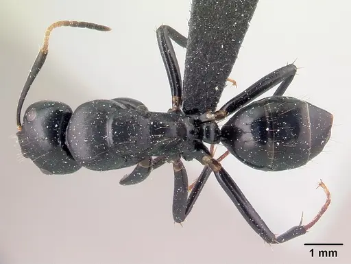 Camponotus mocquerysi specimen