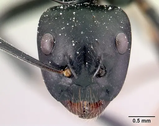 Camponotus mocquerysi specimen