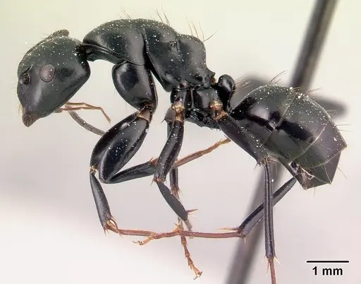 Camponotus mocquerysi specimen
