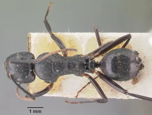 Camponotus mocquerysi - CASENT0101511