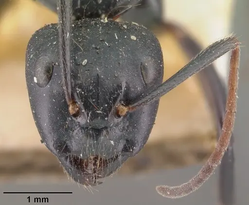 Camponotus mocquerysi - CASENT0101511