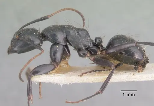 Camponotus mocquerysi - CASENT0101511