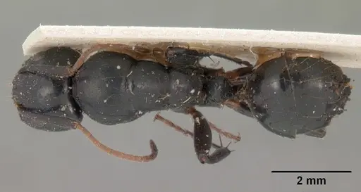 Camponotus mocquerysi - CASENT0102097