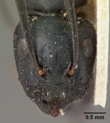 Camponotus mocquerysi - CASENT0102097