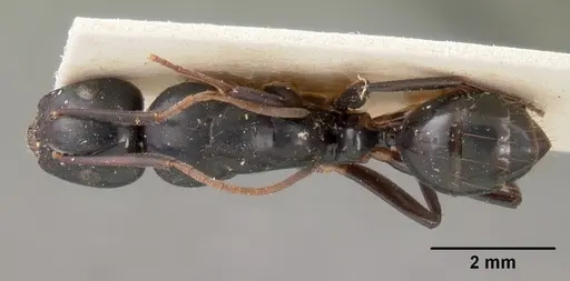 Camponotus mocquerysi - CASENT0102098