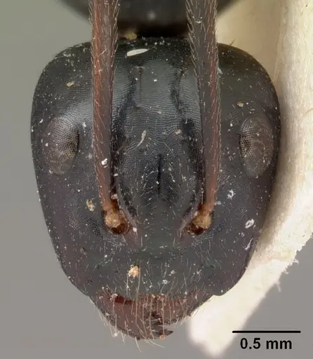 Camponotus mocquerysi - CASENT0102098