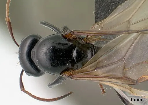 Camponotus mocquerysi - CASENT0138529