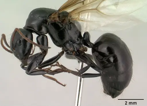 Camponotus mocquerysi - CASENT0138529