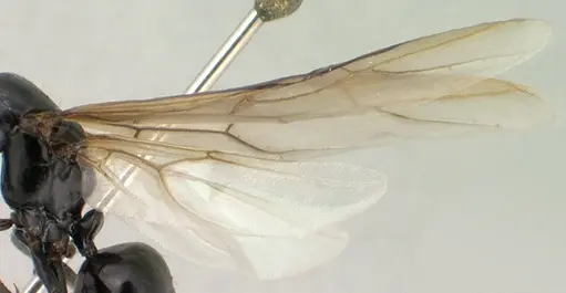 Camponotus mocquerysi - CASENT0138529