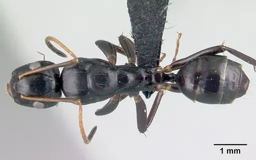Camponotus mocquerysi - CASENT0497047