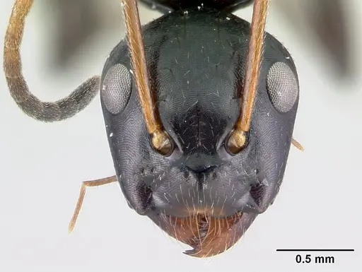 Camponotus mocquerysi - CASENT0497047