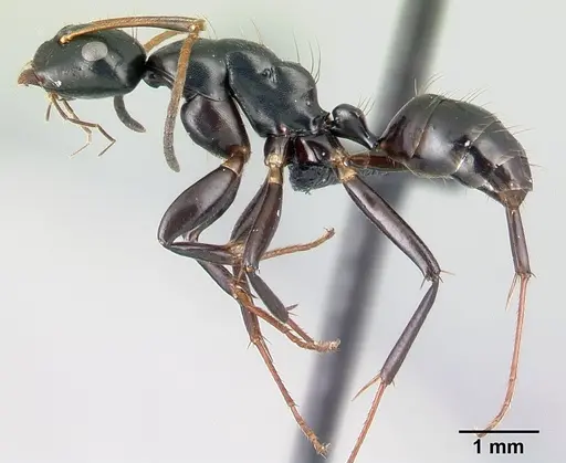 Camponotus mocquerysi - CASENT0497047