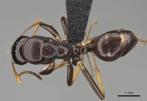 Camponotus mocquerysi - CASENT0829051
