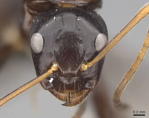 Camponotus mocquerysi - CASENT0829051