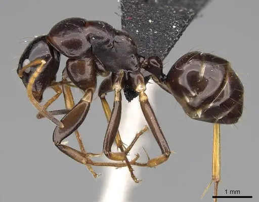 Camponotus mocquerysi - CASENT0829051