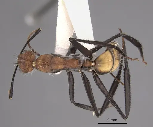 Camponotus mocsaryi specimen
