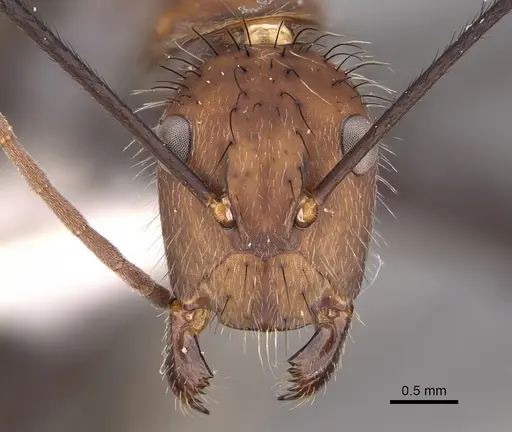 Camponotus mocsaryi specimen