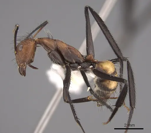 Camponotus mocsaryi specimen