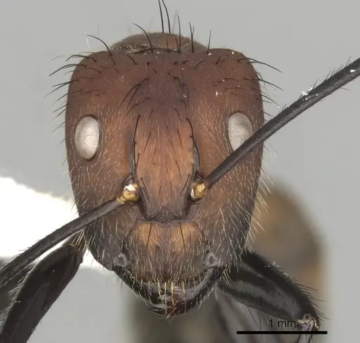 Camponotus mocsaryi - CASENT0280164