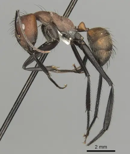 Camponotus mocsaryi - CASENT0280164