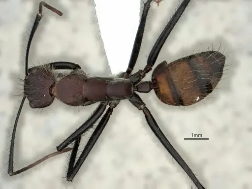 Camponotus mocsaryi - CASENT0862956