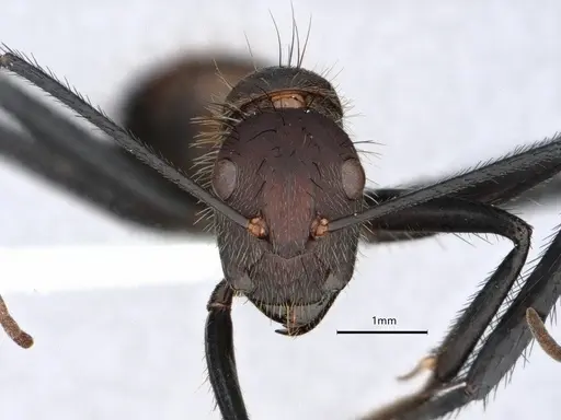 Camponotus mocsaryi - CASENT0862956