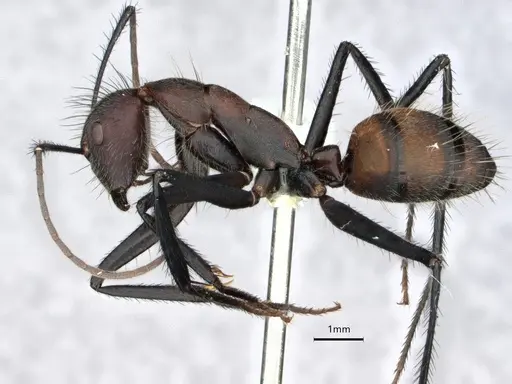 Camponotus mocsaryi - CASENT0862956