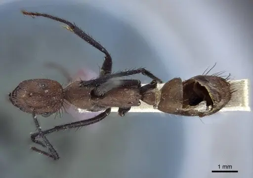 Camponotus mocsaryi - CASENT0916630