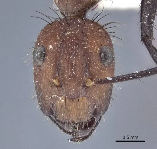 Camponotus mocsaryi - CASENT0916630