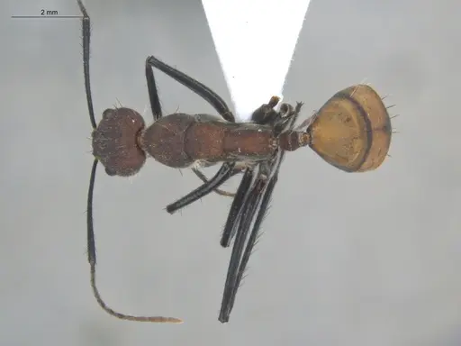 Camponotus mocsaryi - ECOFOG-TR17-0260-02