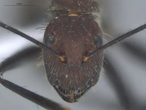 Camponotus mocsaryi - ECOFOG-TR17-0260-02