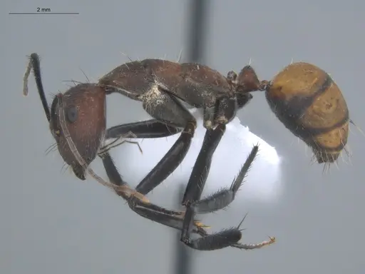 Camponotus mocsaryi - ECOFOG-TR17-0260-02