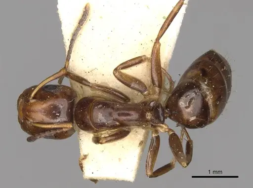 Camponotus moderatus specimen