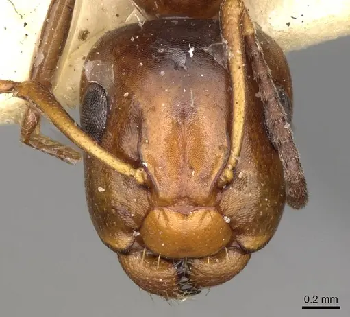Camponotus moderatus specimen