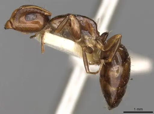 Camponotus moderatus specimen