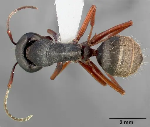 Camponotus modoc specimen
