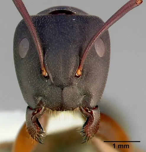 Camponotus modoc specimen