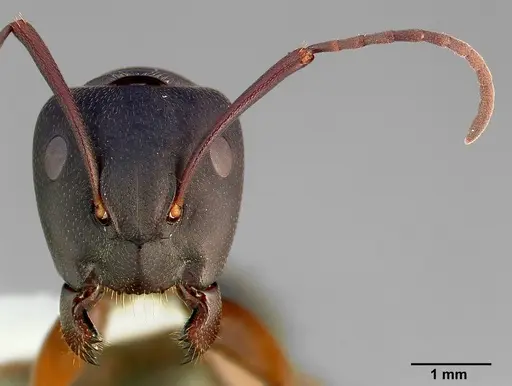 Camponotus modoc specimen