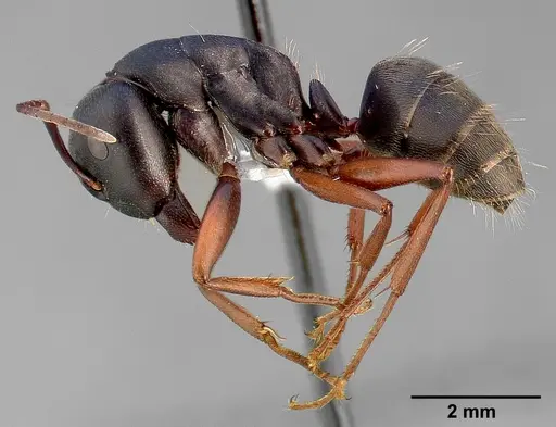 Camponotus modoc - CASENT0005347