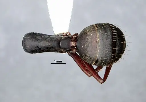 Camponotus modoc - CASENT0221062