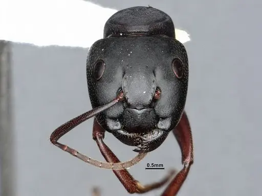 Camponotus modoc - CASENT0221062
