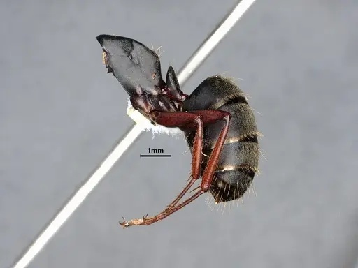 Camponotus modoc - CASENT0221062