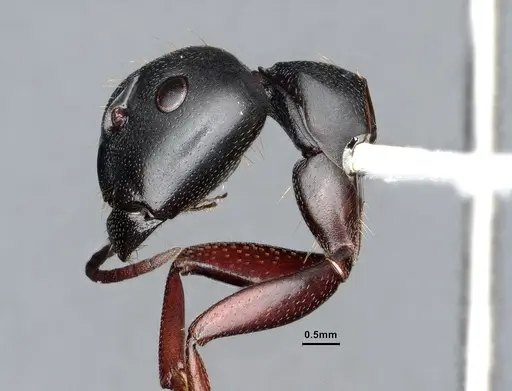 Camponotus modoc - CASENT0221062