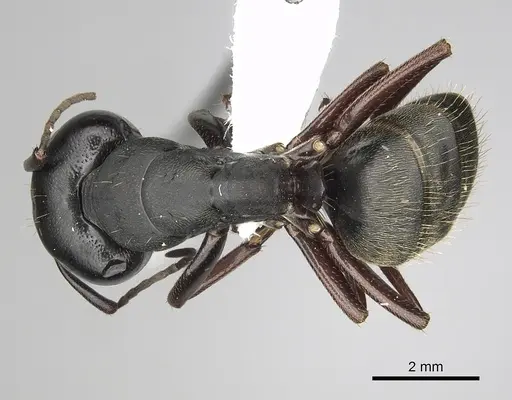 Camponotus modoc - CASENT0280014