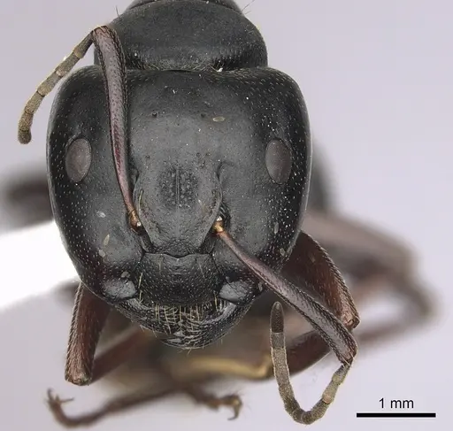 Camponotus modoc - CASENT0280014