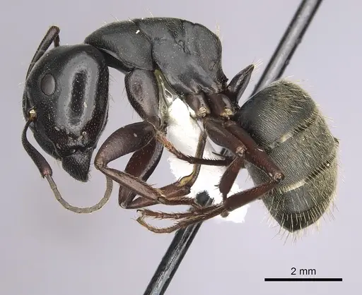 Camponotus modoc - CASENT0280014