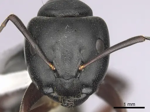 Camponotus modoc - CASENT0280015