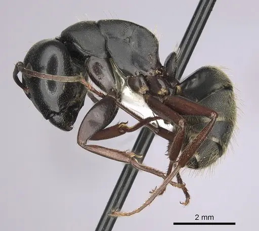 Camponotus modoc - CASENT0280015