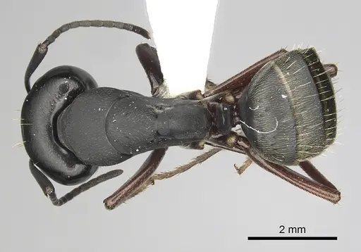 Camponotus modoc - CASENT0280016