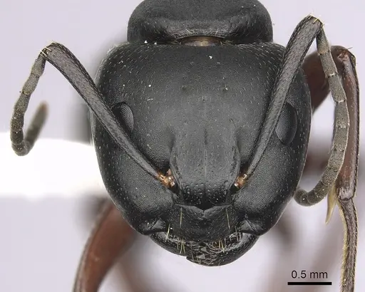 Camponotus modoc - CASENT0280016
